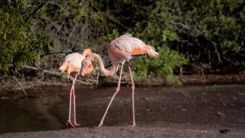 Two flamingos walking through a lagoon