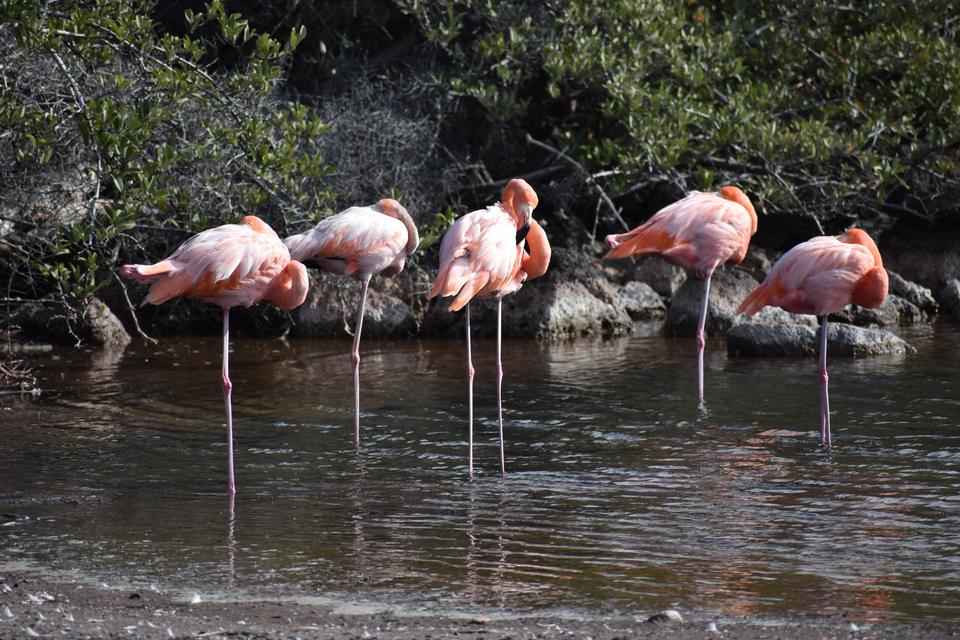 Flamingos in a lagoon surrounded by mangroves