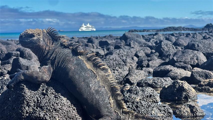 Marine iguana sunbathing on volcanic rocks
