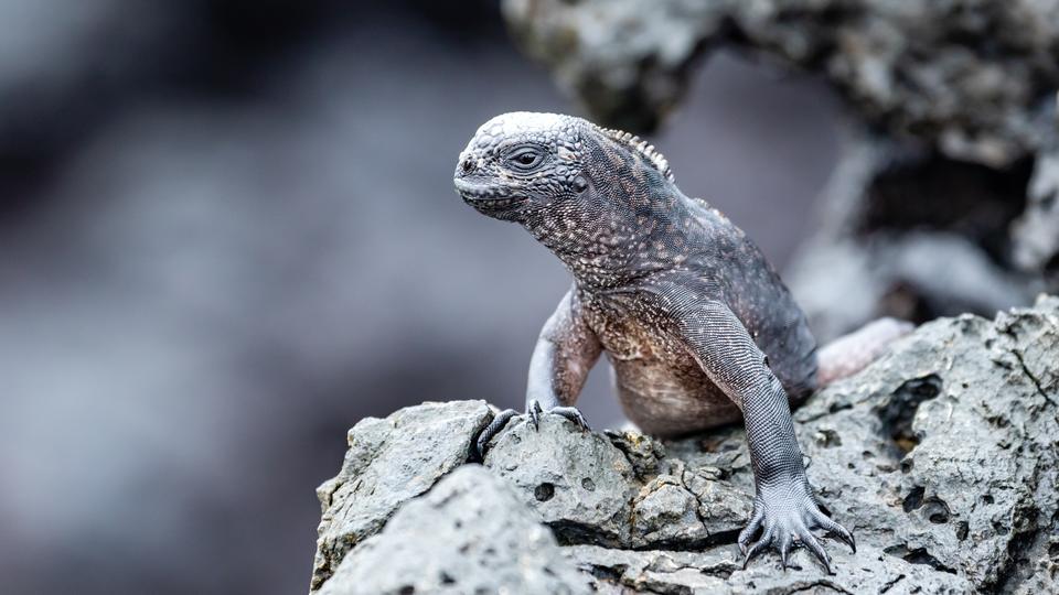 Marine iguana on a volcanic rock