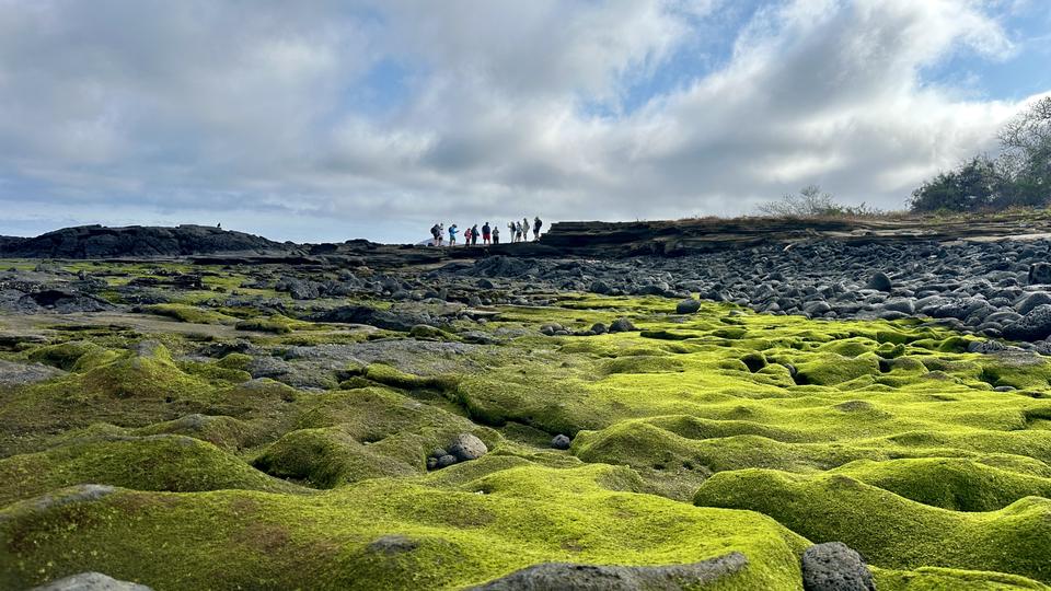 Lava field covered in green vegetation, with hikers in the distance