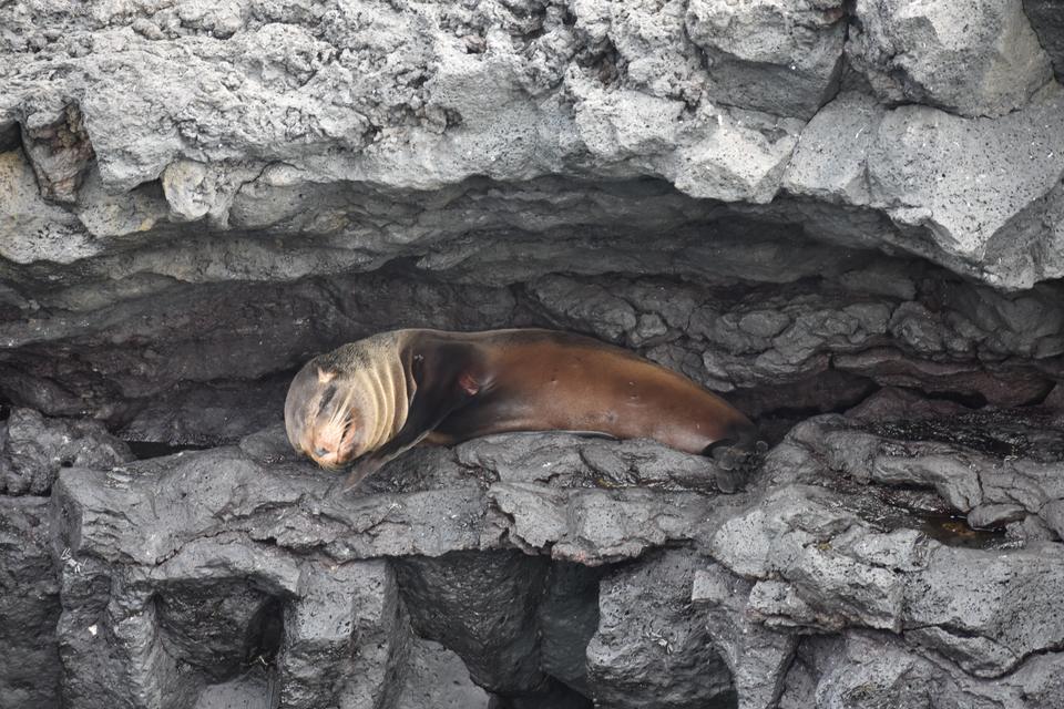 Sea lion resting in a rock cave