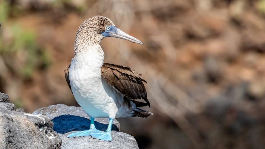 Blue-footed booby on a rock
