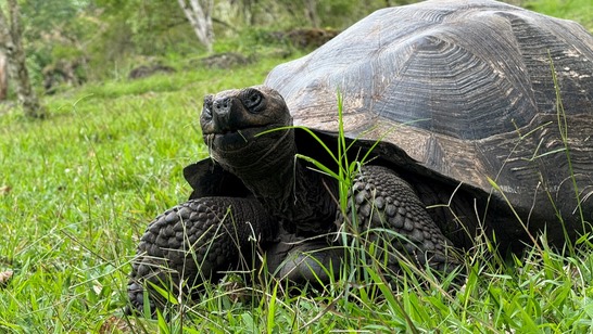 Giant tortoise grazing in the Santa Cruz highlands