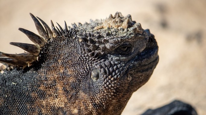 Close-up of a marine iguana