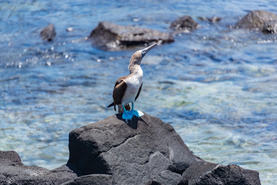 Blue-footed booby on a volcanic rock by the sea