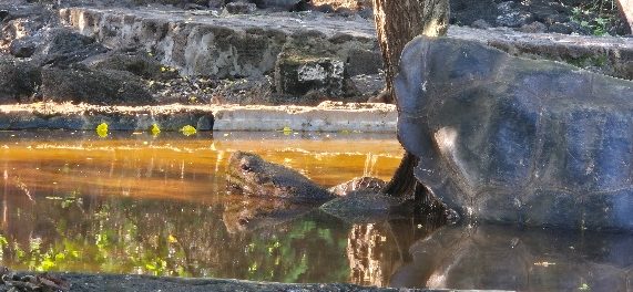 Giant tortoise in a pond surrounded by rocks