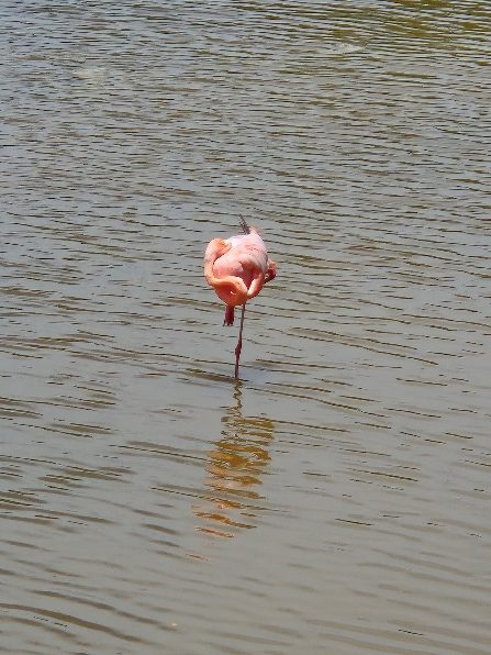 Flamingo resting on one leg in the lagoon