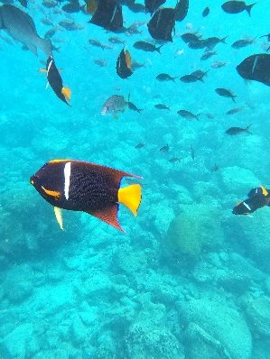 School of colorful tropical fish underwater