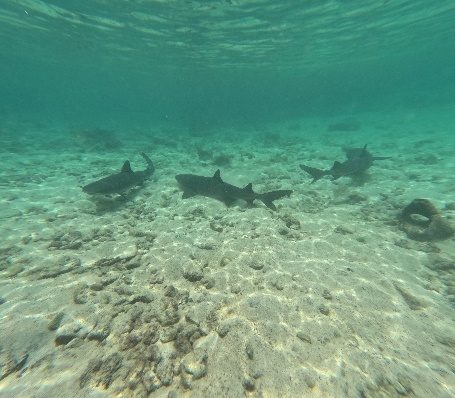 White-tipped reef sharks resting on the sandy bottom