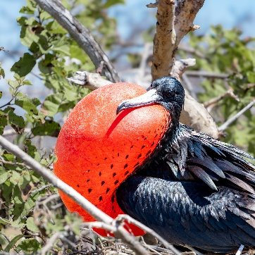 Male frigatebird with its red throat pouch inflated