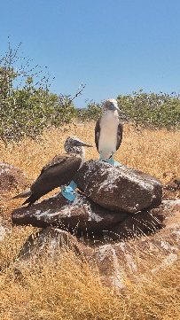 A pair of blue-footed boobies on a rock